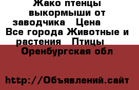 Жако птенцы выкормыши от заводчика › Цена ­ 1 - Все города Животные и растения » Птицы   . Оренбургская обл.